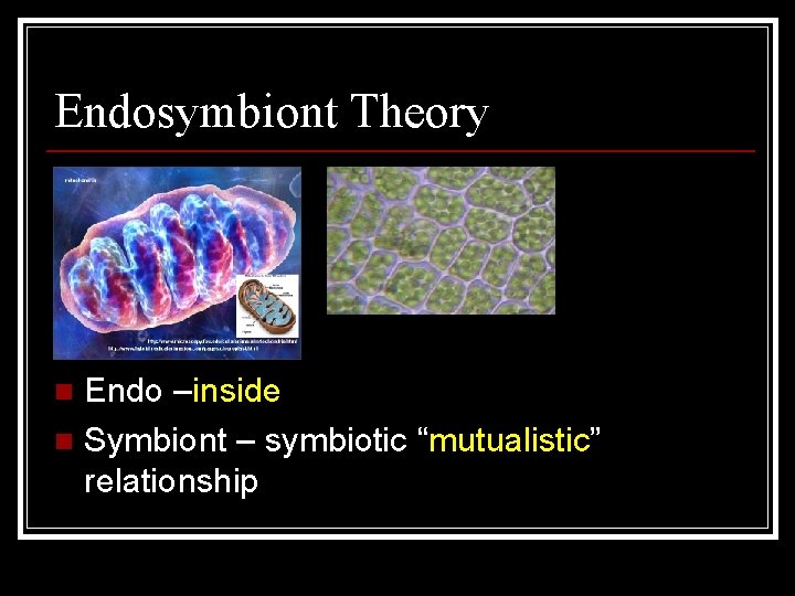 Endosymbiont Theory Endo –inside n Symbiont – symbiotic “mutualistic” relationship n 