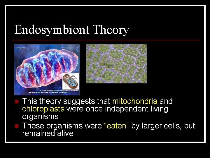 Endosymbiont Theory n n This theory suggests that mitochondria and chloroplasts were once independent