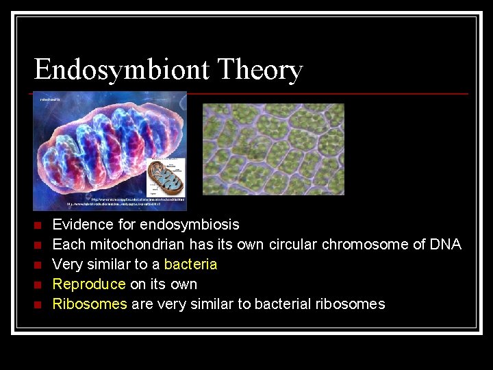 Endosymbiont Theory n n n Evidence for endosymbiosis Each mitochondrian has its own circular