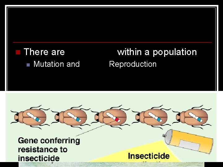 Variation n There are differences within a population n Mutation and Sexual Reproduction 