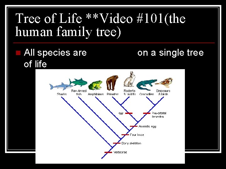 Tree of Life **Video #101(the human family tree) n All species are connected on