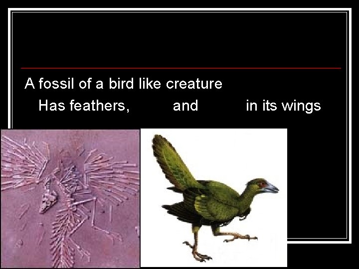 Archaeopterix A fossil of a bird like creature Has feathers, teeth and claws in