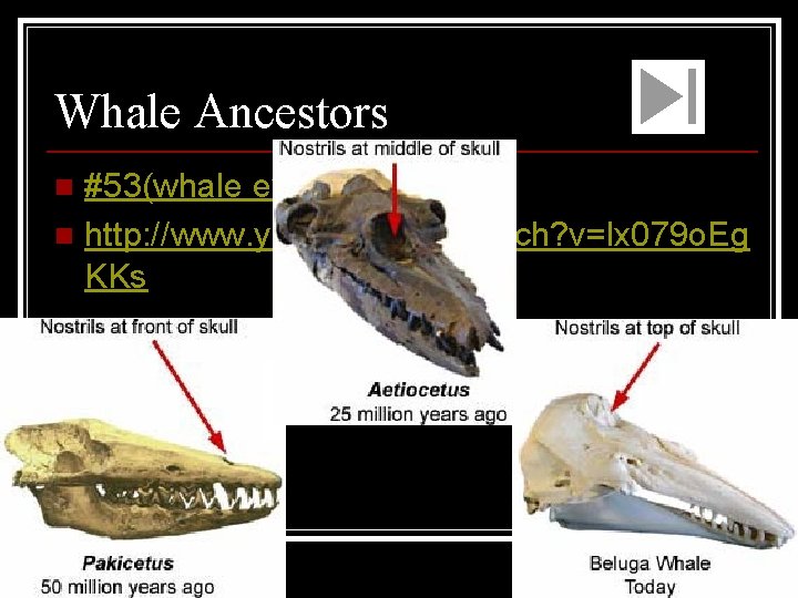 Whale Ancestors #53(whale evoulution) n http: //www. youtube. com/watch? v=lx 079 o. Eg KKs
