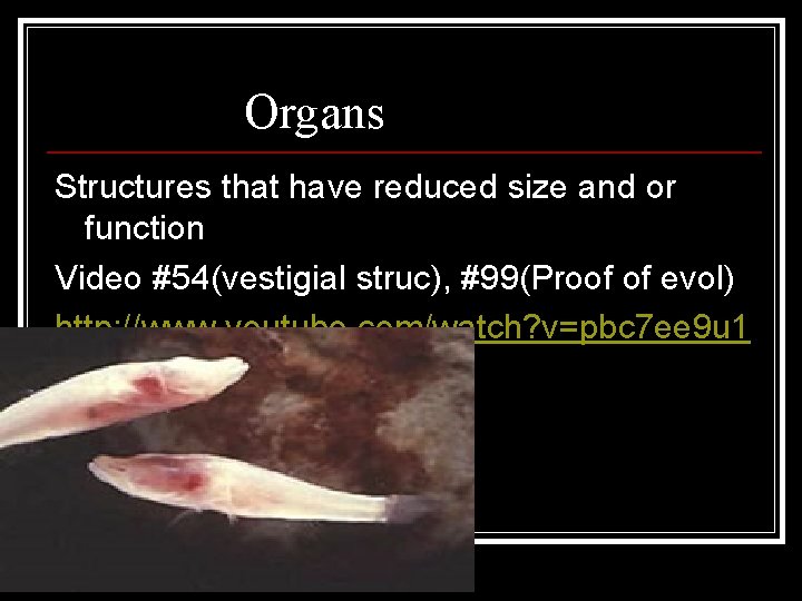 Vestigial Organs Structures that have reduced size and or function Video #54(vestigial struc), #99(Proof