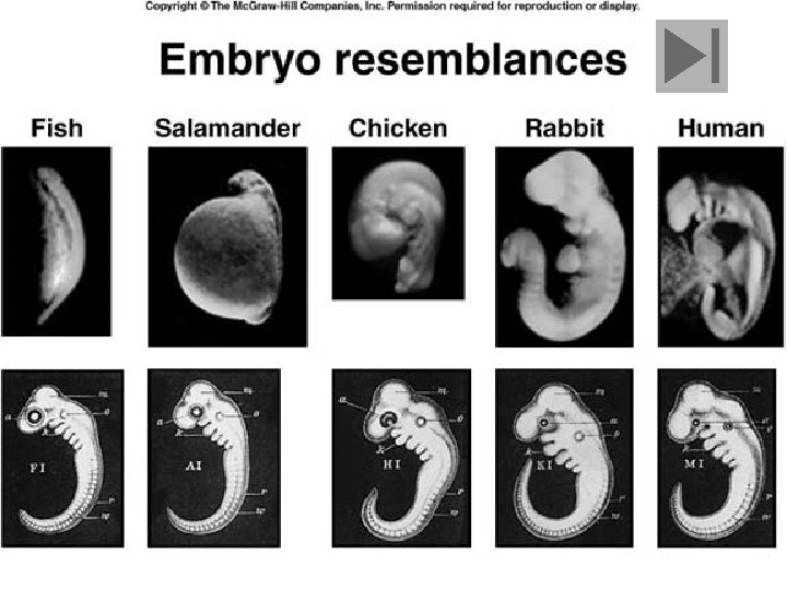Developmental Evidence n Similarities in embryonic development are interpreted to mean closer relationships. 