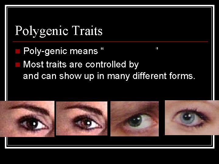 Polygenic Traits Poly-genic means “many genes” n Most traits are controlled by several genes