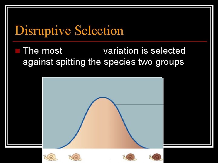 Disruptive Selection n The most common variation is selected against spitting the species two