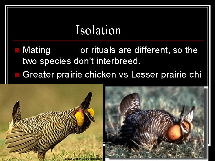 Behavioral Isolation Mating songs or rituals are different, so the two species don’t interbreed.