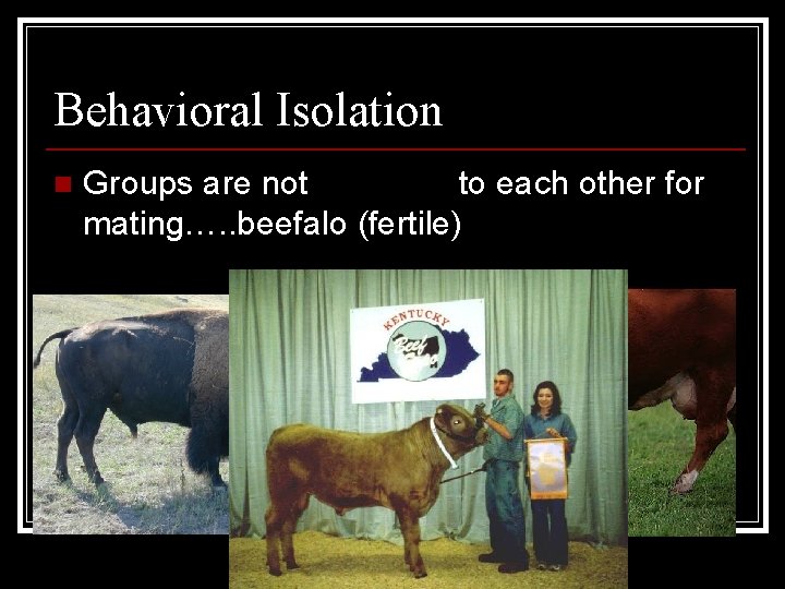 Behavioral Isolation n Groups are not attracted to each other for mating…. . beefalo