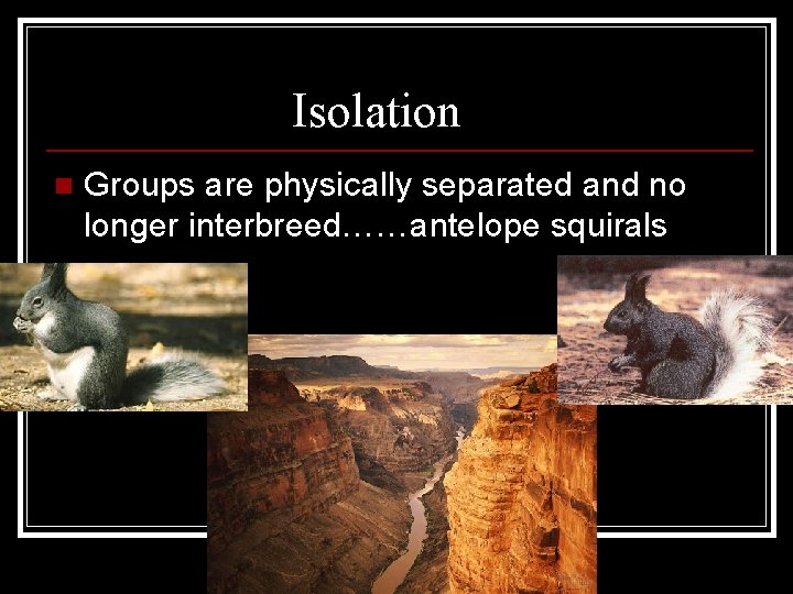 Geographic Isolation n Groups are physically separated and no longer interbreed……antelope squirals 