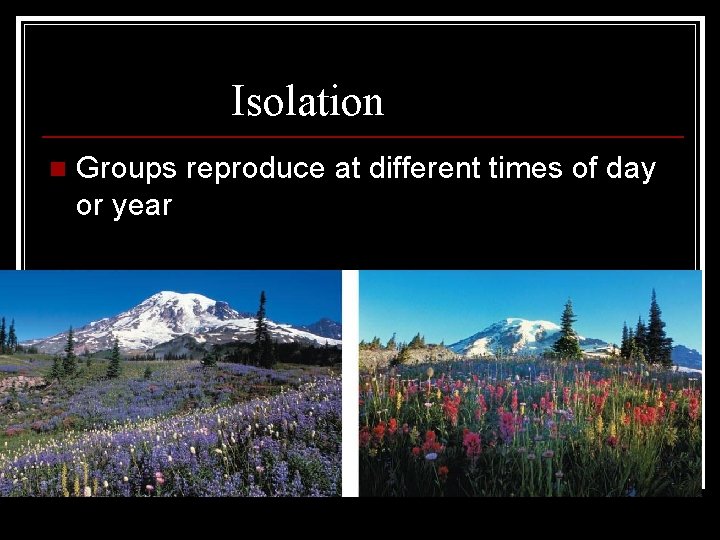 Temporal Isolation n Groups reproduce at different times of day or year 
