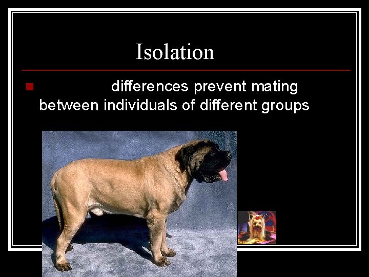 Mechanical Isolation n Structural differences prevent mating between individuals of different groups 