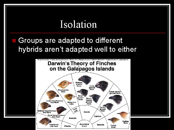 Ecological Isolation n Groups are adapted to different habitats, hybrids aren’t adapted well to