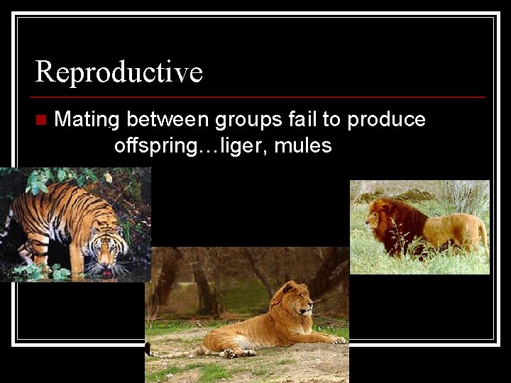 Reproductive Failure n Mating between groups fail to produce fertile offspring…liger, mules 