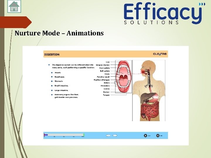 Nurture Mode – Animations 