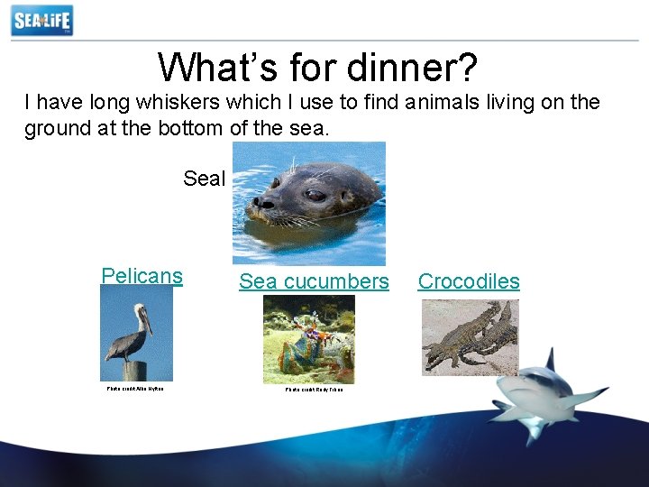 What’s for dinner? I have long whiskers which I use to find animals living