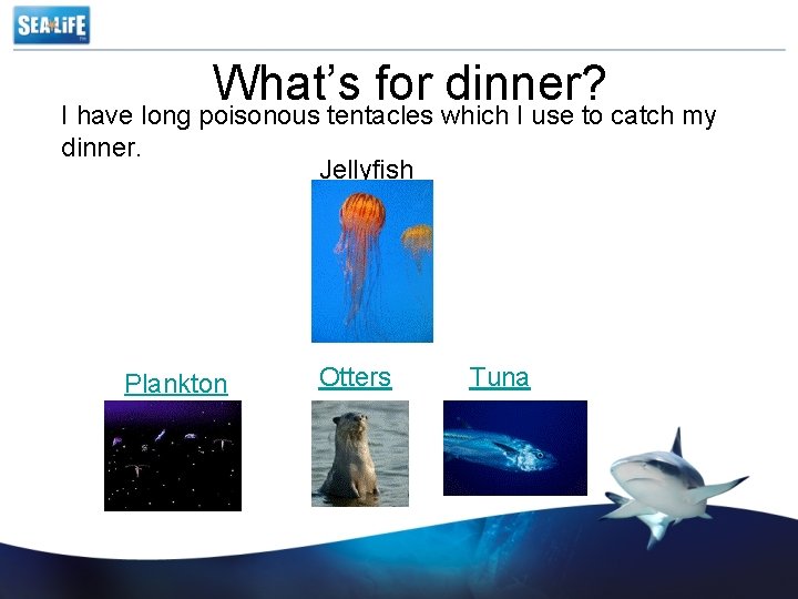 What’s for dinner? I have long poisonous tentacles which I use to catch my