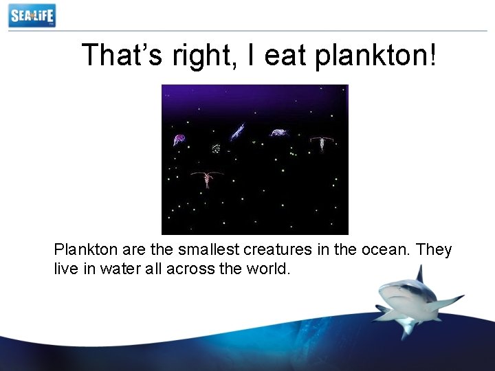 That’s right, I eat plankton! Plankton are the smallest creatures in the ocean. They