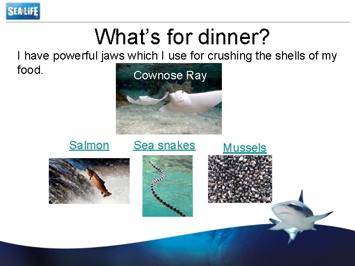 What’s for dinner? I have powerful jaws which I use for crushing the shells