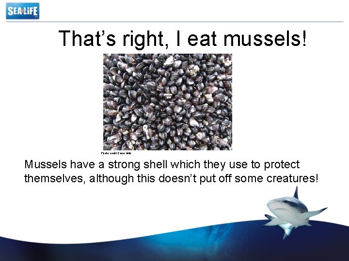 That’s right, I eat mussels! Photo credit Gavin Mills Mussels have a strong shell