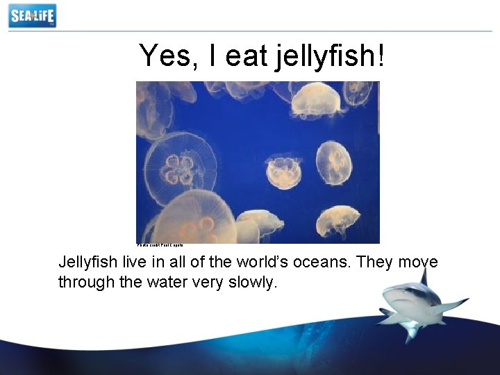 Yes, I eat jellyfish! Photo credit Paul Caputo Jellyfish live in all of the