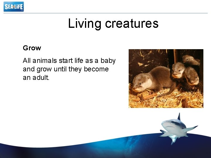 Living creatures Grow All animals start life as a baby and grow until they