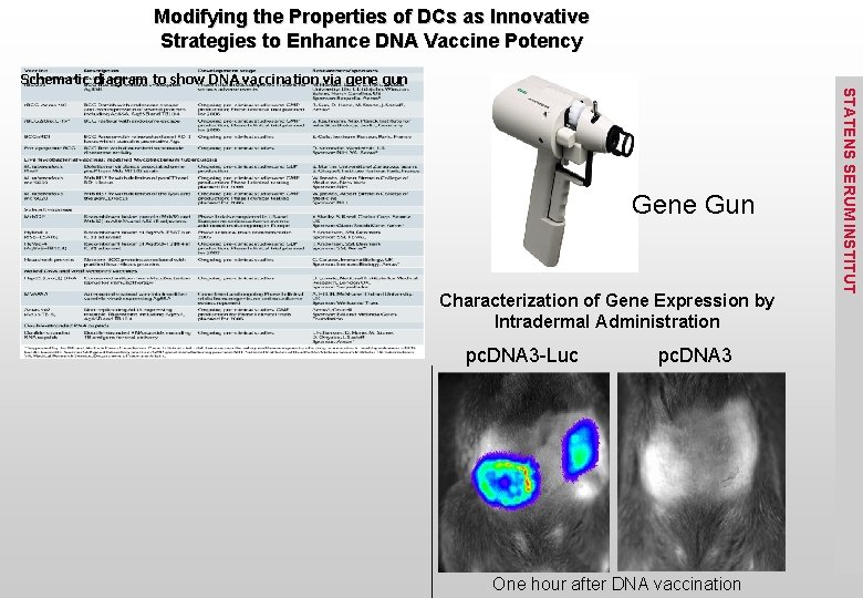 Modifying the Properties of DCs as Innovative Strategies to Enhance DNA Vaccine Potency Schematic