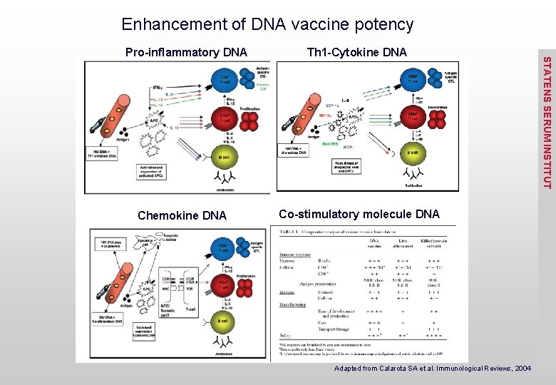 Enhancement of DNA vaccine potency Chemokine DNA Th 1 -Cytokine DNA Co-stimulatory molecule DNA