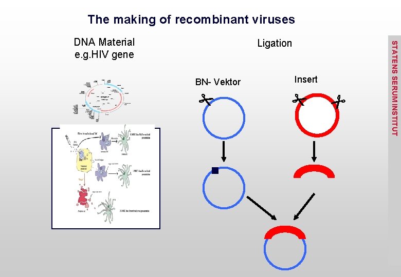 The making of recombinant viruses Ligation Insert BN- Vektor STATENS SERUM INSTITUT DNA Material