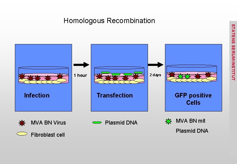 2 days 1 hour Infection MVA BN Virus Fibroblast cell STATENS SERUM INSTITUT Homologous