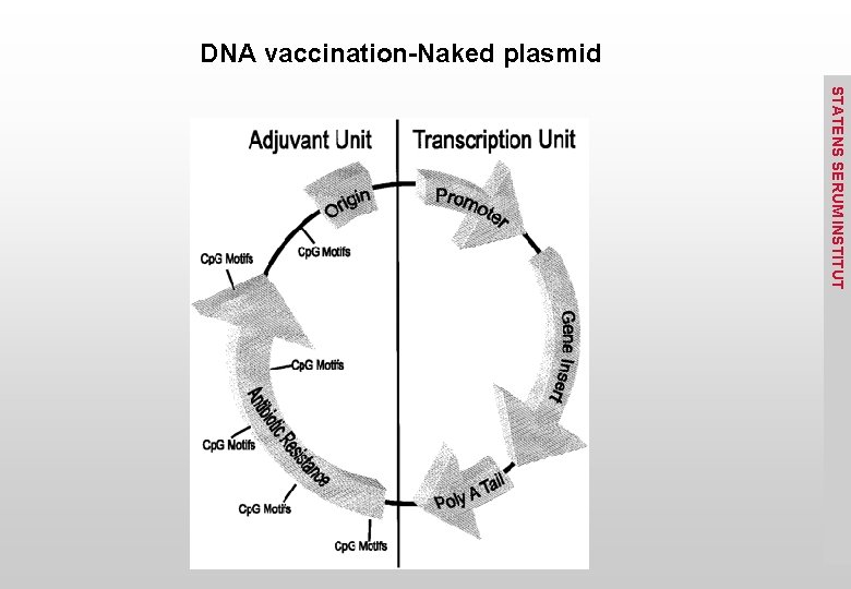 DNA vaccination-Naked plasmid STATENS SERUM INSTITUT 