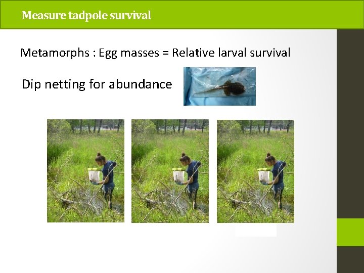 Measure tadpole survival Metamorphs : Egg masses = Relative larval survival Dip netting for