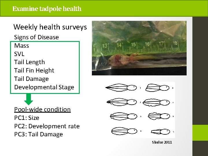 Examine tadpole health Weekly health surveys Signs of Disease Mass SVL Tail Length Tail