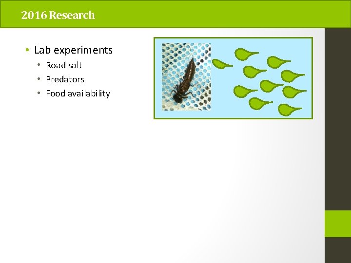 2016 Research • Lab experiments • Road salt • Predators • Food availability 