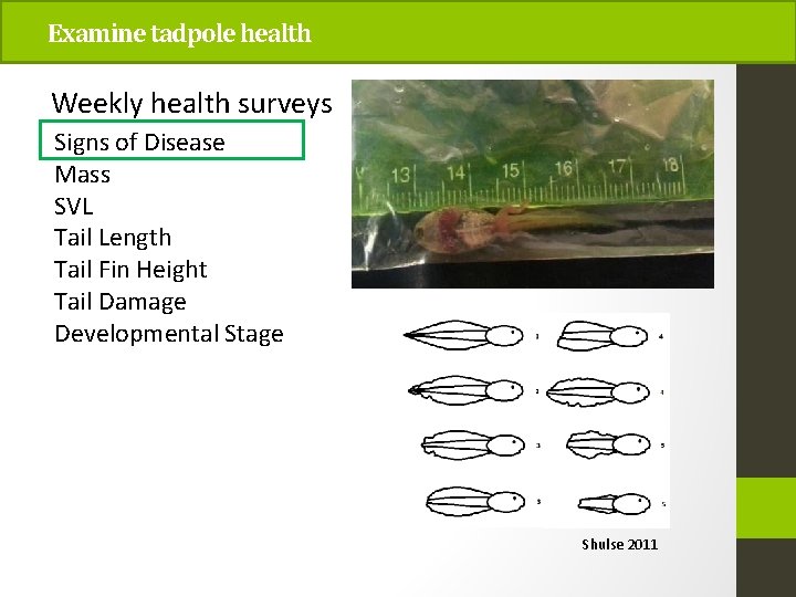 Examine tadpole health Weekly health surveys Signs of Disease Mass SVL Tail Length Tail