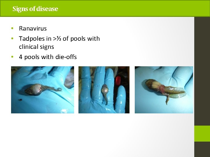 Signs of disease • Ranavirus • Tadpoles in >½ of pools with clinical signs