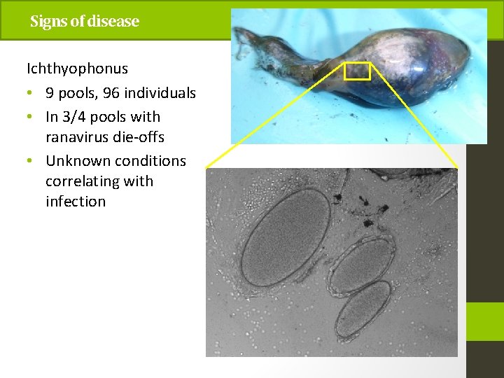 Signs of disease Ichthyophonus • 9 pools, 96 individuals • In 3/4 pools with