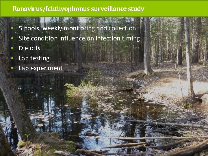 Ranavirus/Ichthyophonus surveillance study • • • 5 pools, weekly monitoring and collection Site condition