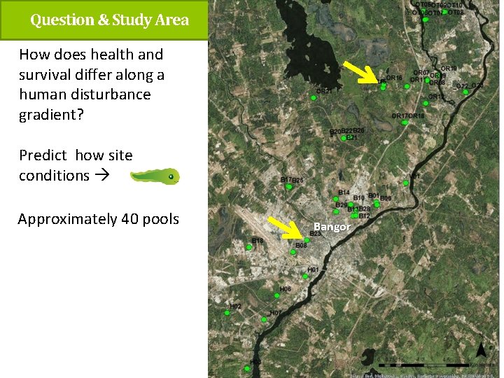 Question & Study Area How does health and survival differ along a human disturbance