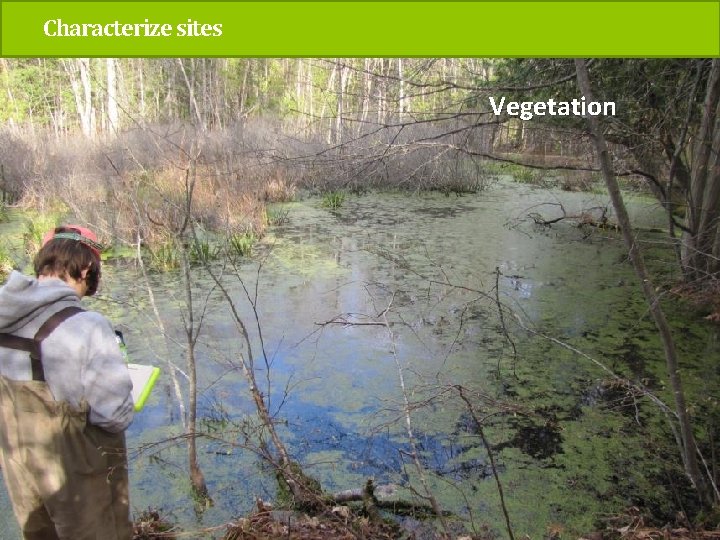 Characterize sites Vegetation 