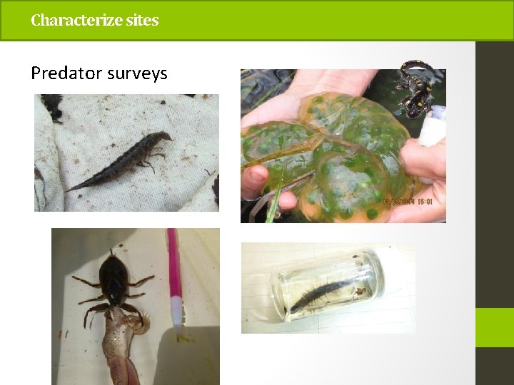 Characterize sites Predator surveys 