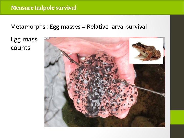 Measure tadpole survival Metamorphs : Egg masses = Relative larval survival Egg mass counts