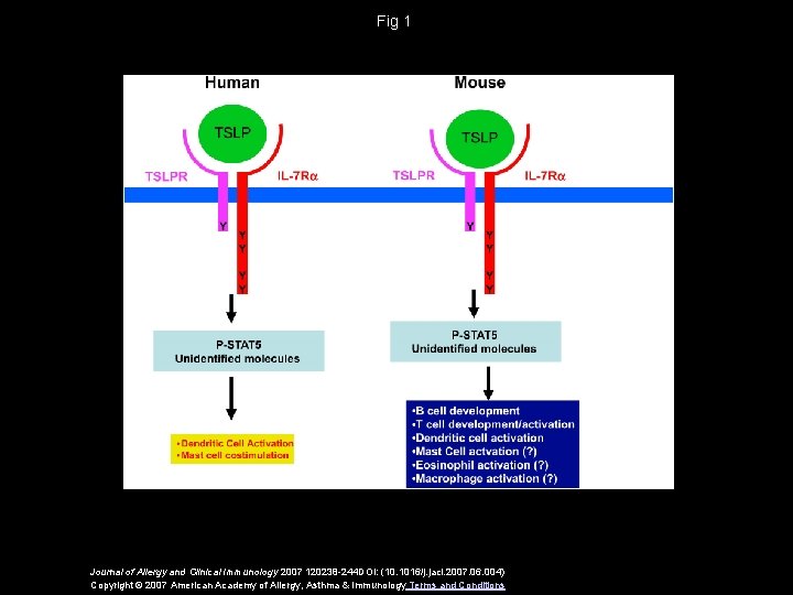 Fig 1 Journal of Allergy and Clinical Immunology 2007 120238 -244 DOI: (10. 1016/j.