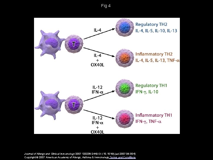 Fig 4 Journal of Allergy and Clinical Immunology 2007 120238 -244 DOI: (10. 1016/j.