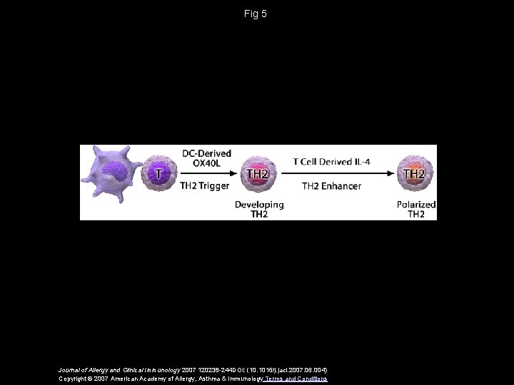 Fig 5 Journal of Allergy and Clinical Immunology 2007 120238 -244 DOI: (10. 1016/j.