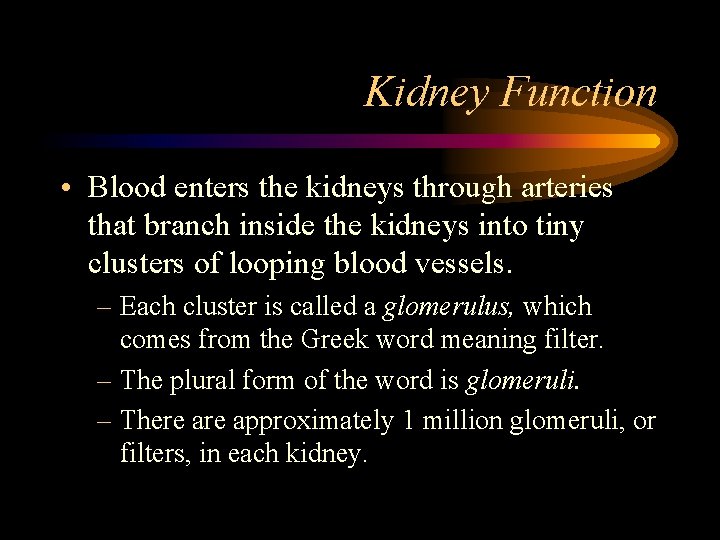 Kidney Function • Blood enters the kidneys through arteries that branch inside the kidneys