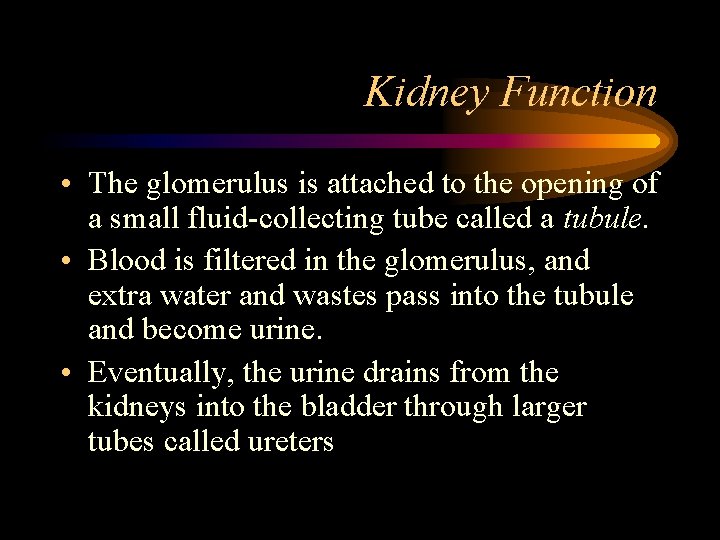 Kidney Function • The glomerulus is attached to the opening of a small fluid-collecting