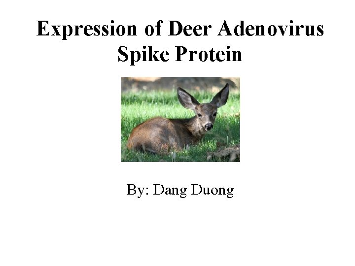 Expression of Deer Adenovirus Spike Protein By: Dang Duong 