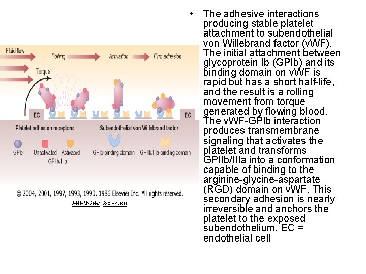 • The adhesive interactions producing stable platelet attachment to subendothelial von Willebrand factor