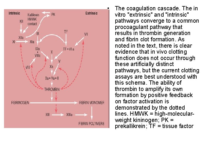  • The coagulation cascade. The in vitro "extrinsic" and "intrinsic" pathways converge to